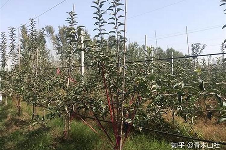 苹果树用什么肥料好