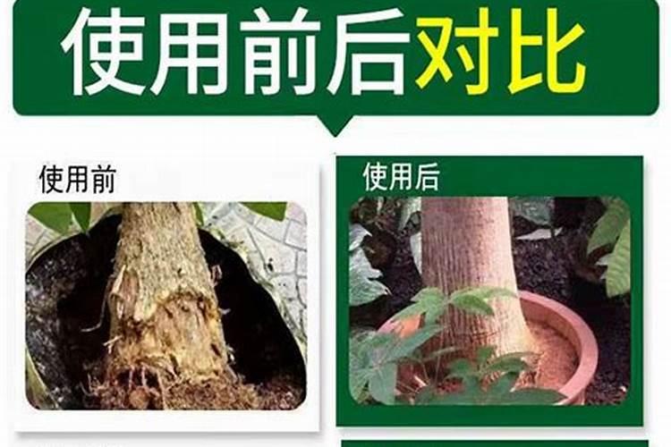 南瓜秧怎么管理才能多结南瓜