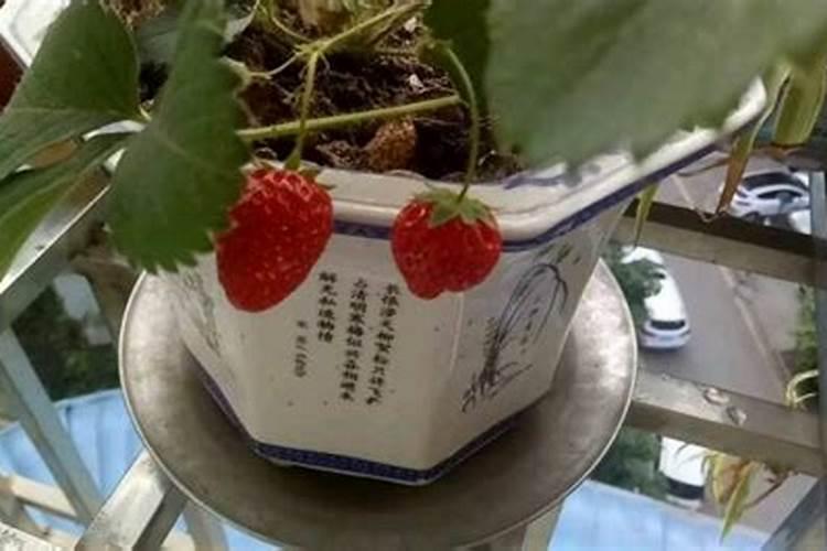 草莓苗叶子小