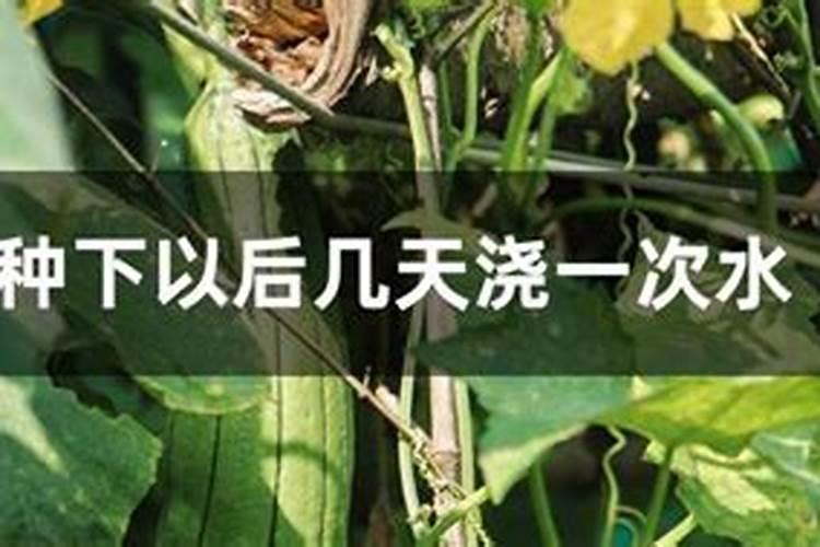 丝瓜结果的时候施什么肥