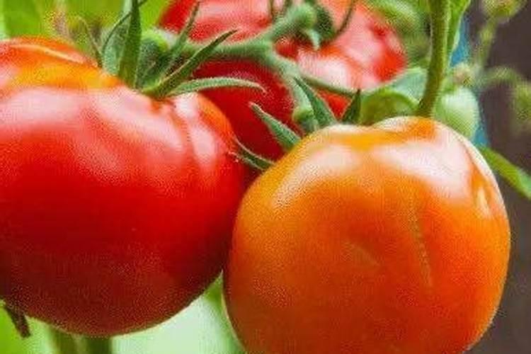 夏天怎么给花施肥 施肥的时候要注意什么