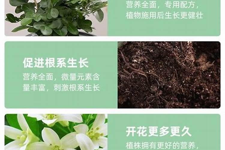 九里香用什么肥