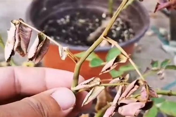 月季花施什么肥料好