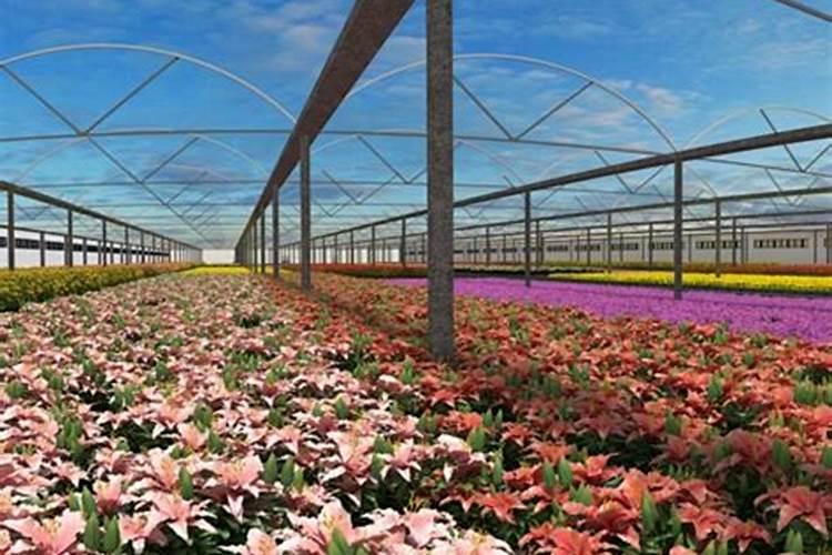 大棚葡萄开花后施什么肥料