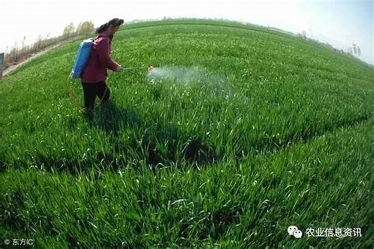 叶面肥可以灌根吗 叶面肥多长时间能吸收