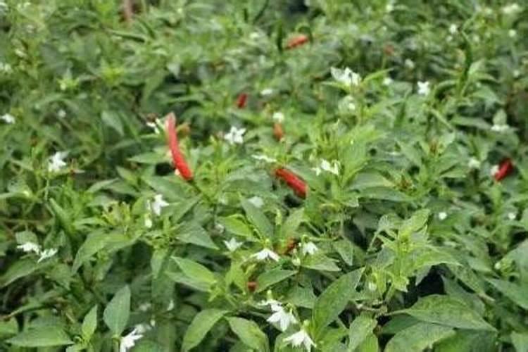 辣椒什么时候成熟