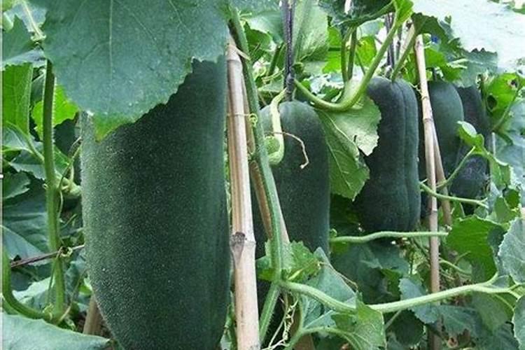 种冬瓜用什么肥料最好