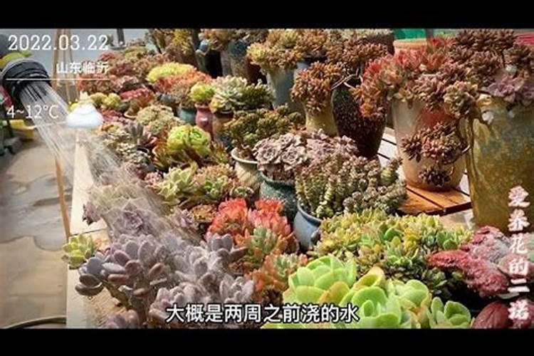 磷酸二氢钾养多肉效果