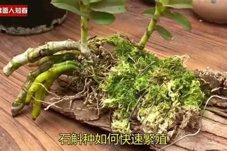 盆栽石斛施什么肥最好