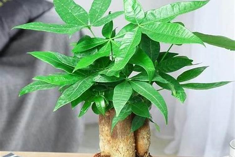 摇钱树适合用什么肥料？