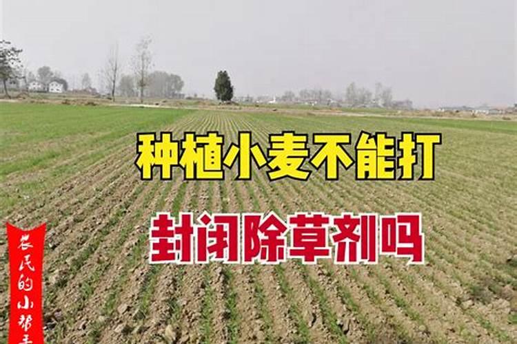 种植小麦提前几天撒上肥料在耕地可以吗？