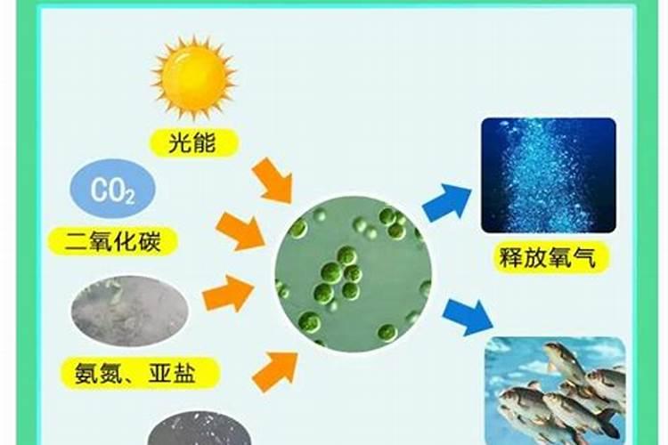 小球藻在家怎么培养