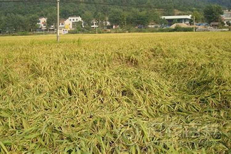 水稻为什么会倒伏？水稻抗倒伏有什么方法