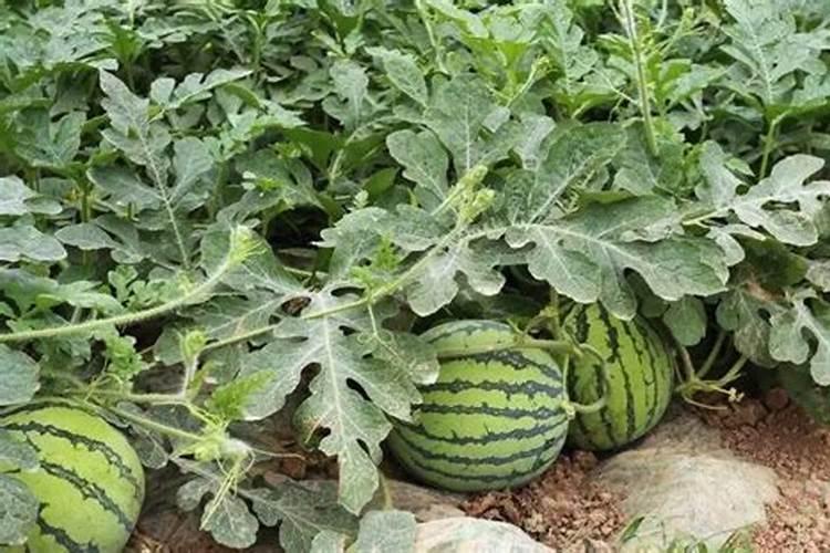 西瓜怎么种植方法(有关西瓜栽培技术要点)