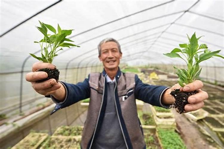 辣椒苗期用什么叶面肥好
