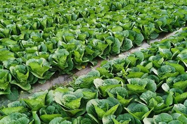 大白菜用什么肥料最好