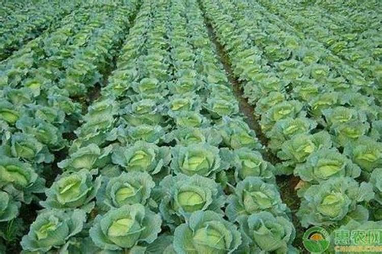 育的花菜白菜包菜苗出土后多少天可打点叶面肥？