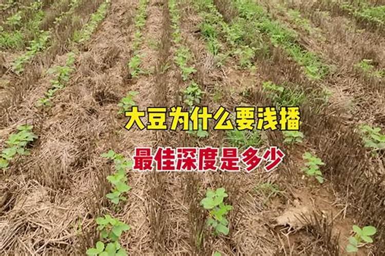 大豆使用芸苔素内酯的用途技术以及注意事项时什么？