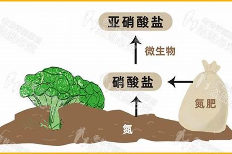 氮肥有什么作用