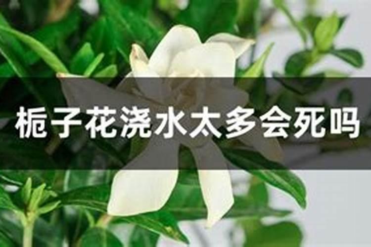 如何家养栀子花