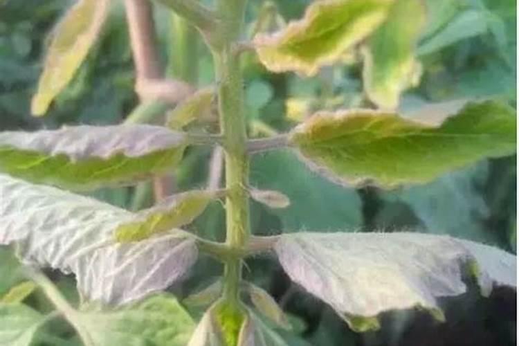 什么是磷肥？磷肥对农业种植有什么帮助？