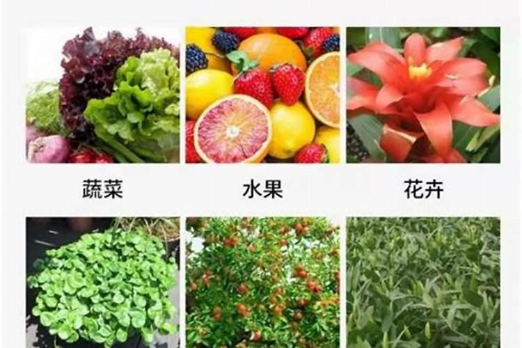 苗期用什么叶面肥