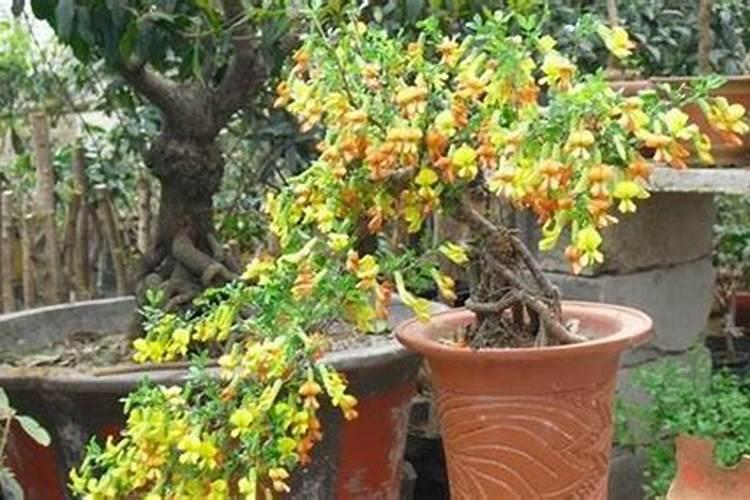 金雀花的繁殖方法和注意事项 种植金雀花需要注意什么