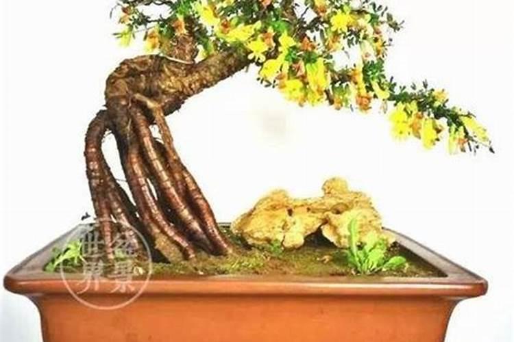 金雀花的养殖方法与禁忌