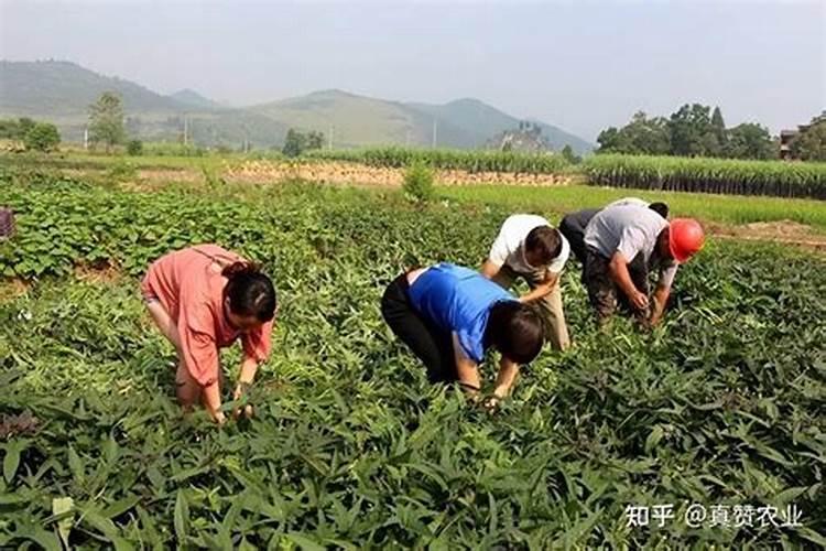 果树锈病的防治方法