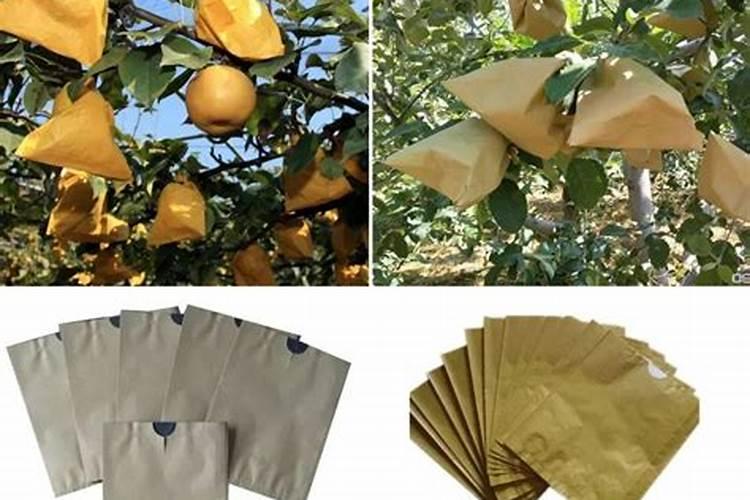 枇杷是药食两用的果树,枇杷采收前该如何管理呢？