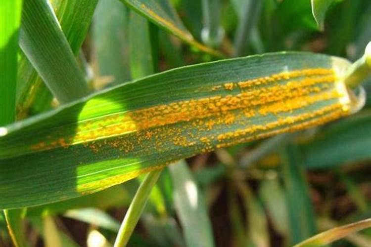 想要使油桃表面好看光亮,究竟该使用哪些药物呢？