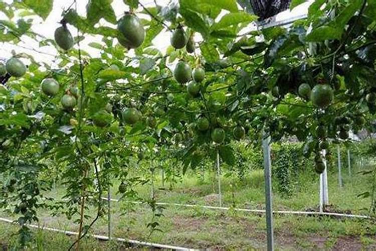 给大豆施肥,需要选用什么样的肥料？