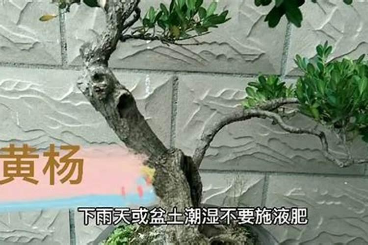 黄杨不能施什么肥 栽种时要施