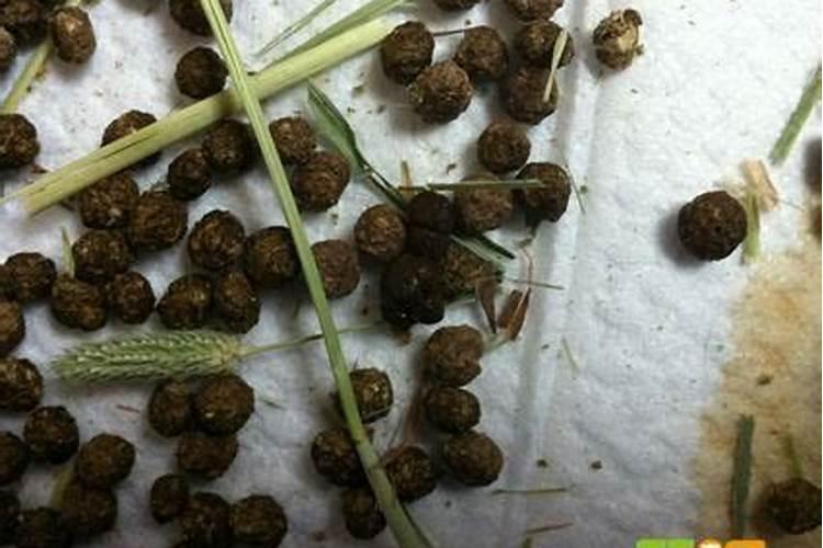 兔子粪便可以直接做肥料种花吗