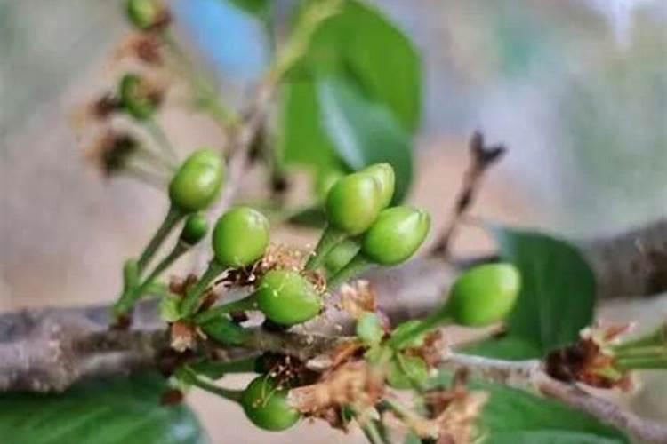果树开花能不能浇水和施肥