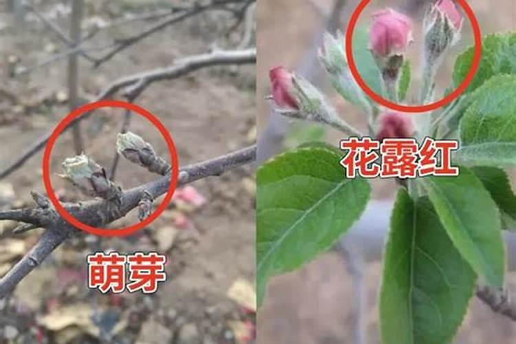 果树花期为什么不能浇水