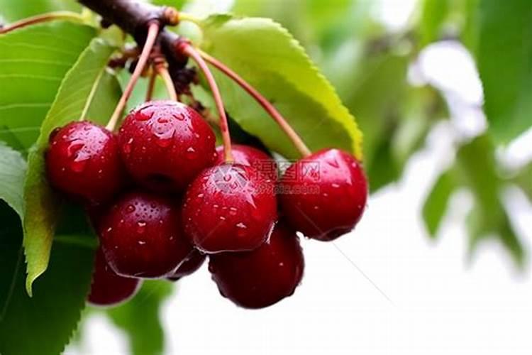 为什么大樱桃树要重视施硼和锌？怎样施硼和锌？