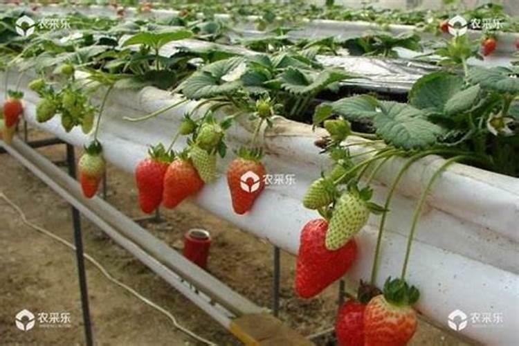 草莓苗移栽后什么间段可以用呷派翁控旺