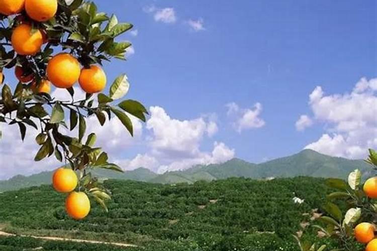 脐橙树十一月伤断根可以花芽分化吗？