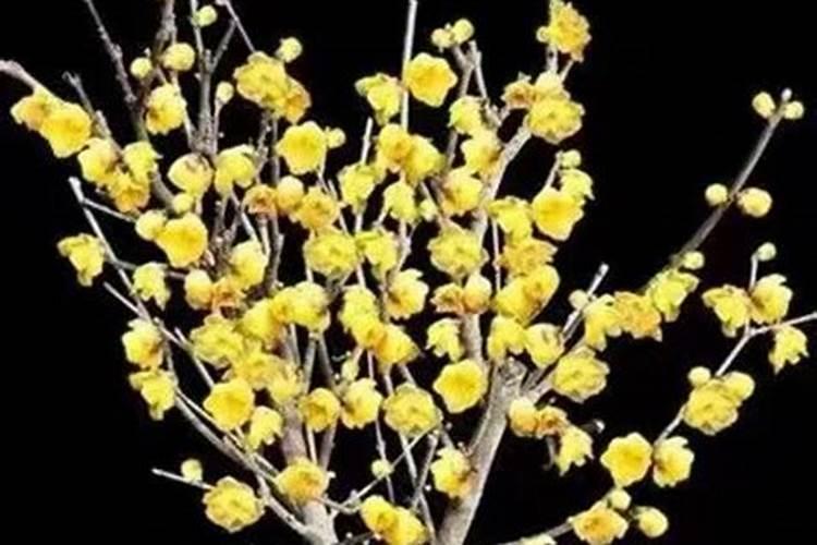 腊梅哪时候和怎么施肥比较好 腊梅施肥时间和方法