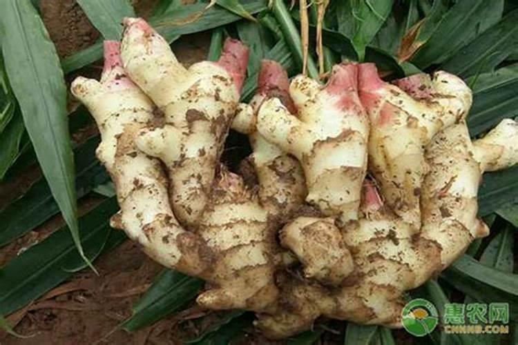 种生姜用什肥料做追肥好