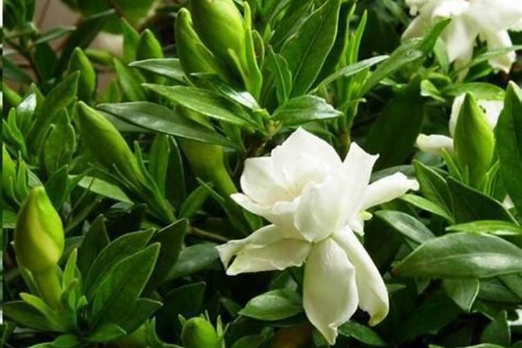 栀子花用什么肥料最好,怎么施肥