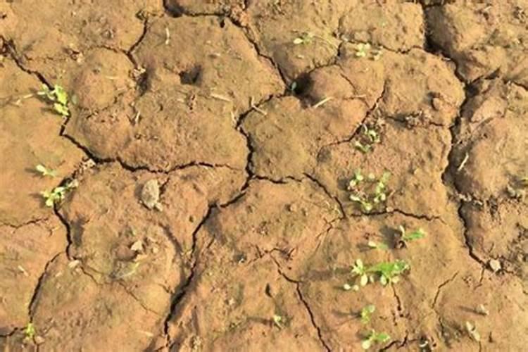 锦绣杜鹃的养殖方法和注意事项