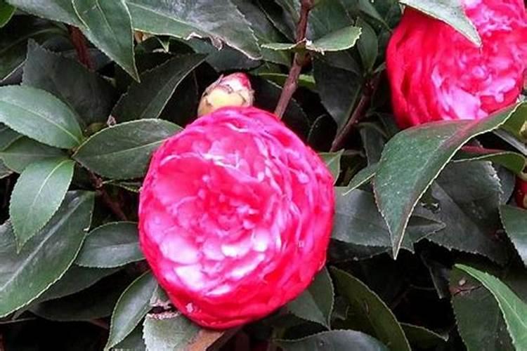 秋季已现花苞的茶花如何施肥和促花 要注意几件事