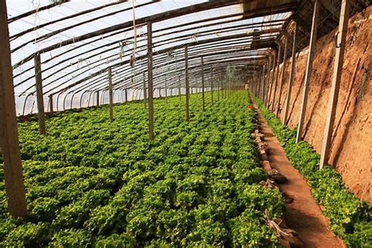 肉质植物有哪些