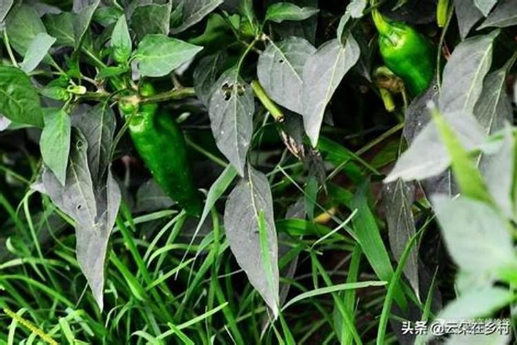 辣椒树掉叶子怎么办