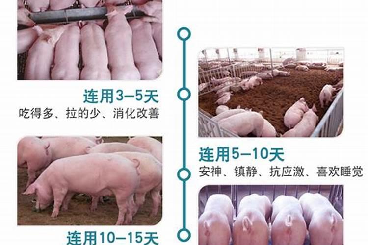 太子参怎么种植