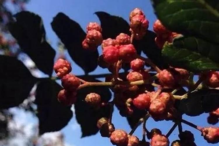 花椒树施什么肥最佳