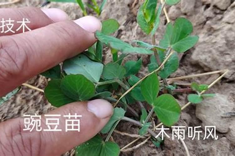 过期小米还能干什么