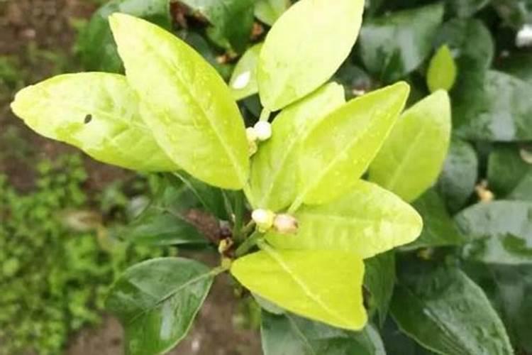 干货!促柑橘花芽分化,看完记得收藏!